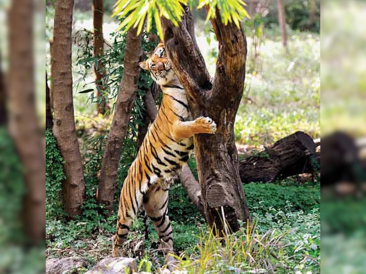 58-day Maha cyclo-walk for tiger protection from Dec 14