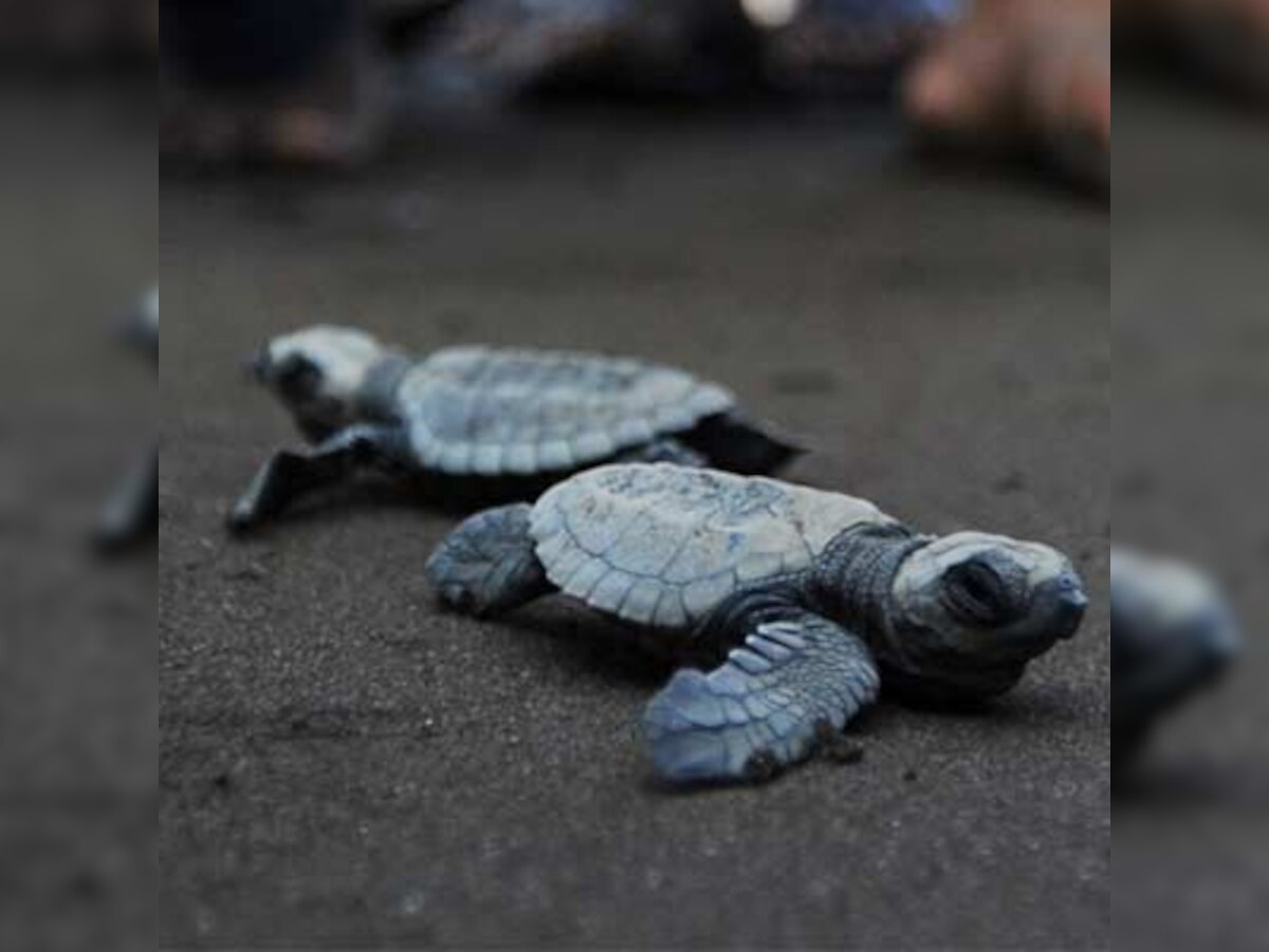 Coast Guard launches 'Operation Oliver' to save rare turtles