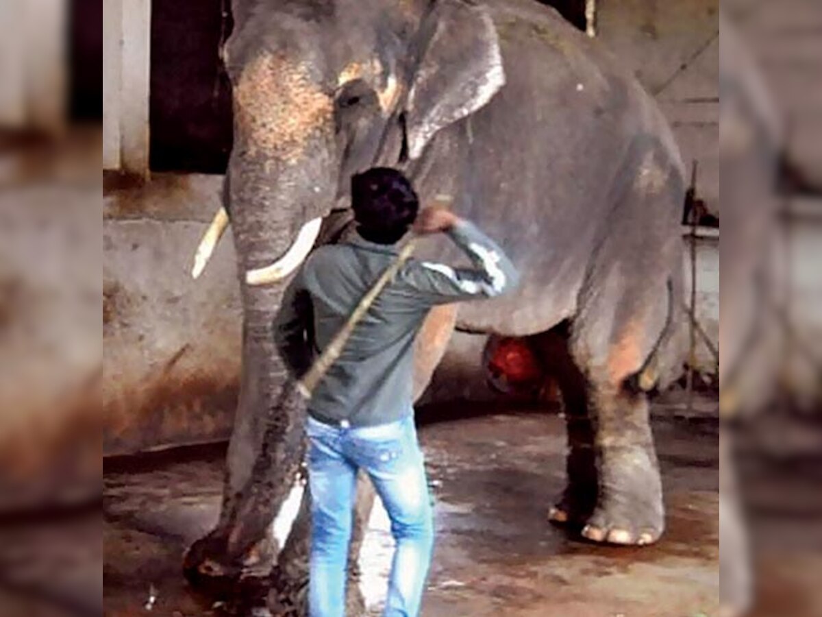 Sunder the elephant still to find that safe home