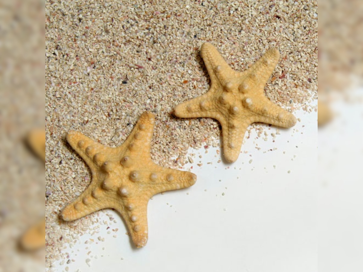 Starfish found in Indian Ocean has poor vision and is colour-blind