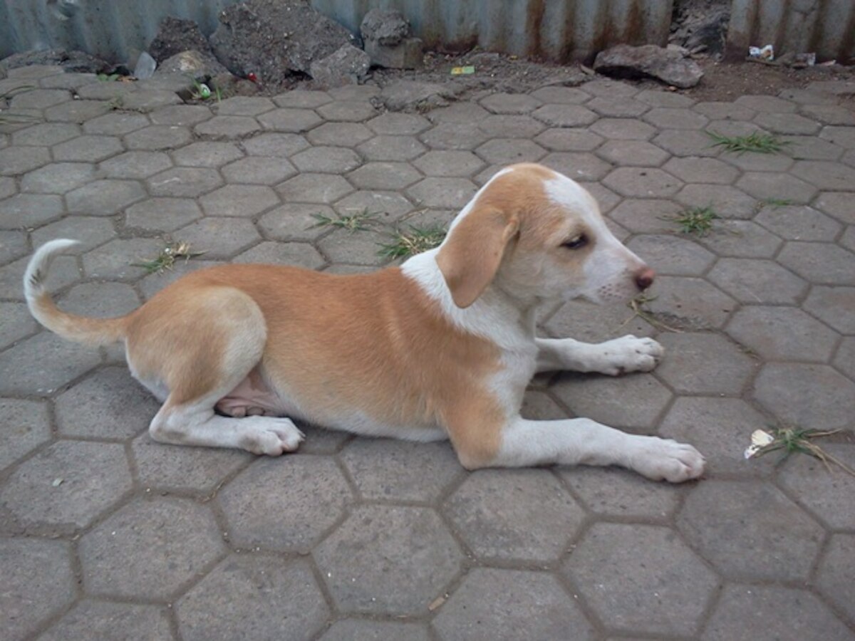 Adopt a pet at The Great Indian Breed Carnival