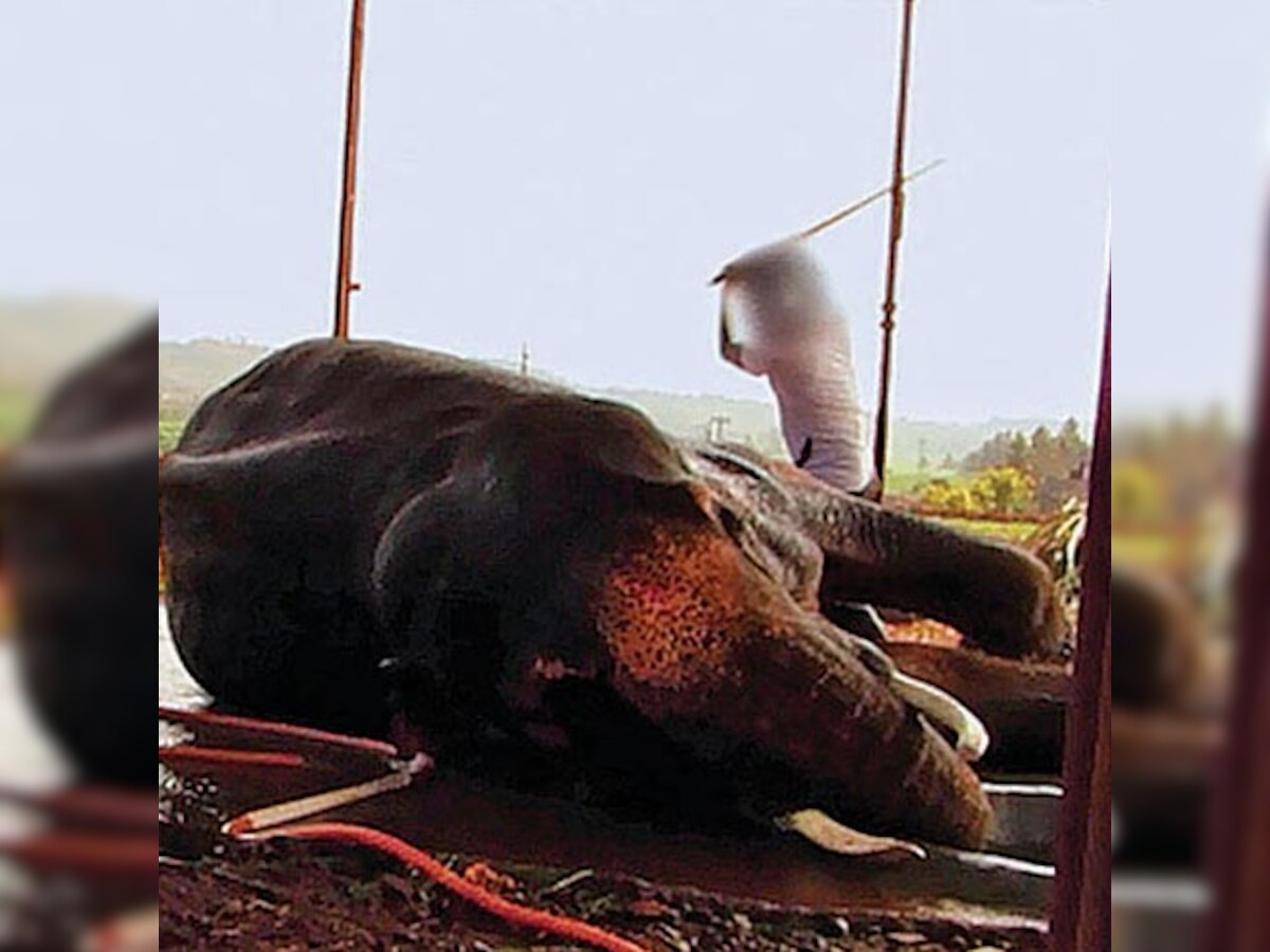 Sunder the elephant's fate to be decided in Bombay High court today