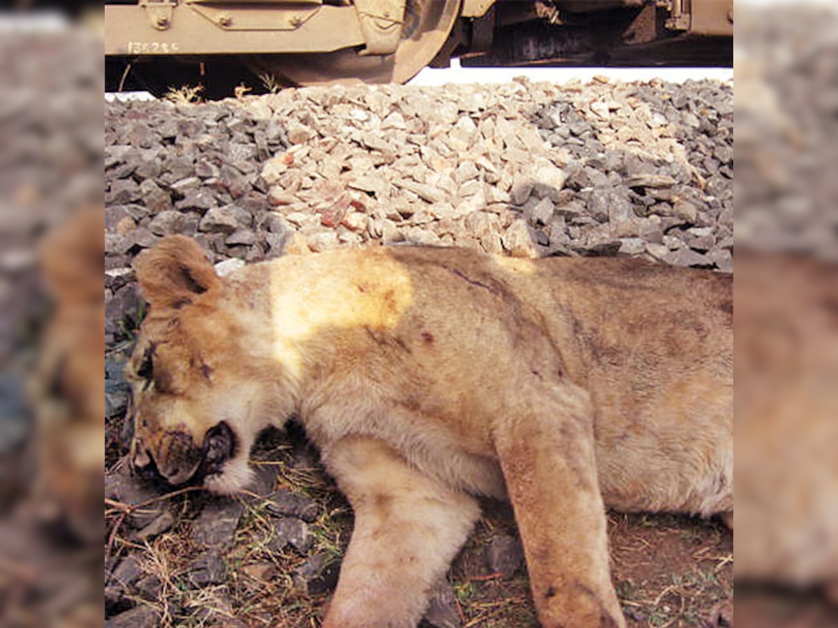 Goods train mows down  2 lionesses near Gir forest