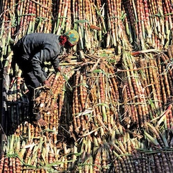 Sugarcane farmers question Maharashtra government's approach to helping them through factory owners