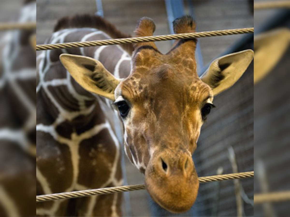 Copenhagen Zoo staff get death threats after killing giraffe Marius