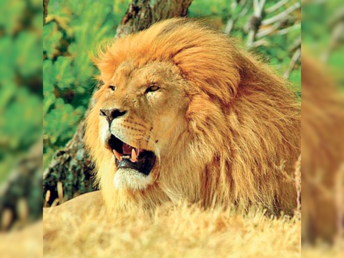 Asiatic Lion translocation: Supreme court agrees to review its April 2013 order