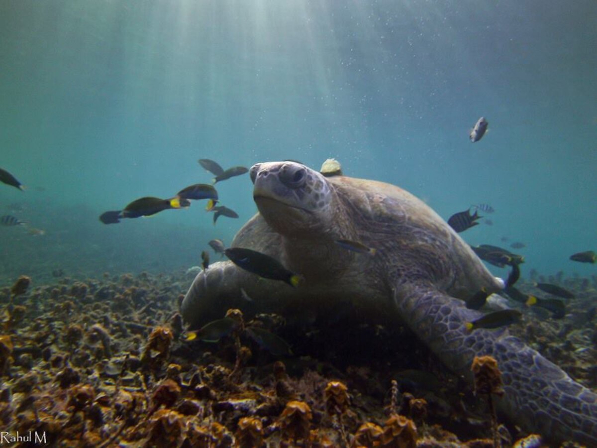 Diving in Koh Tao