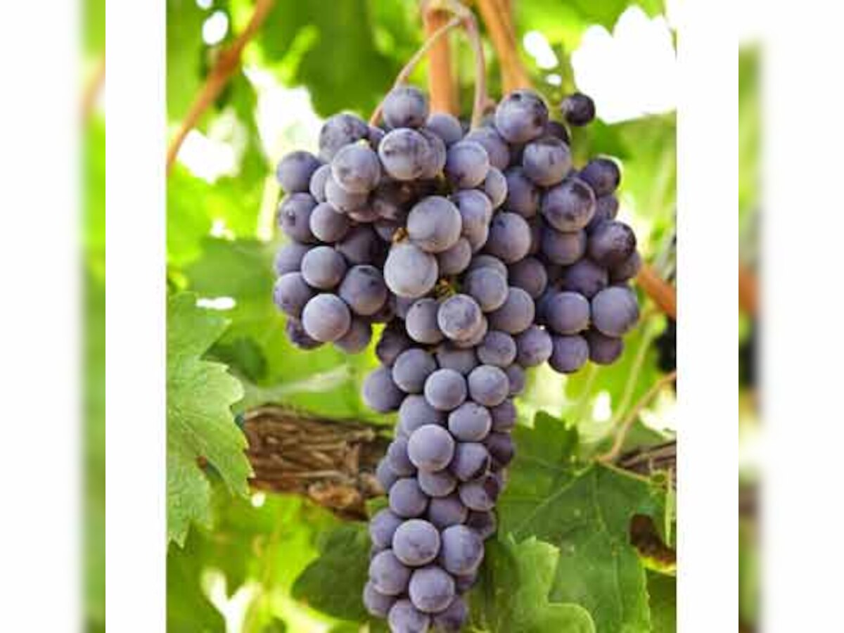 Grapes to do away with acne, skin dryness