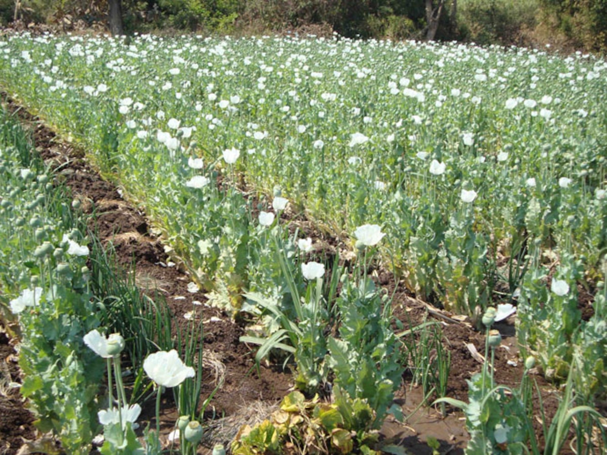 Indian agro-scientist develops world's first nano-fertiliser through biosynthesis