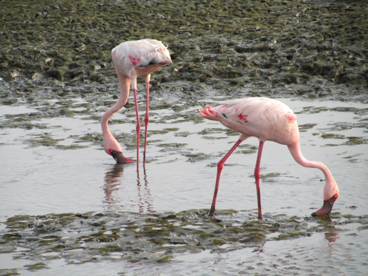 18 migratory birds to spot in Mumbai before March ends
