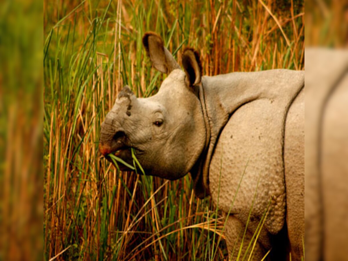 Aaranyak, an NGO demands fast trial of rhino poaching cases
