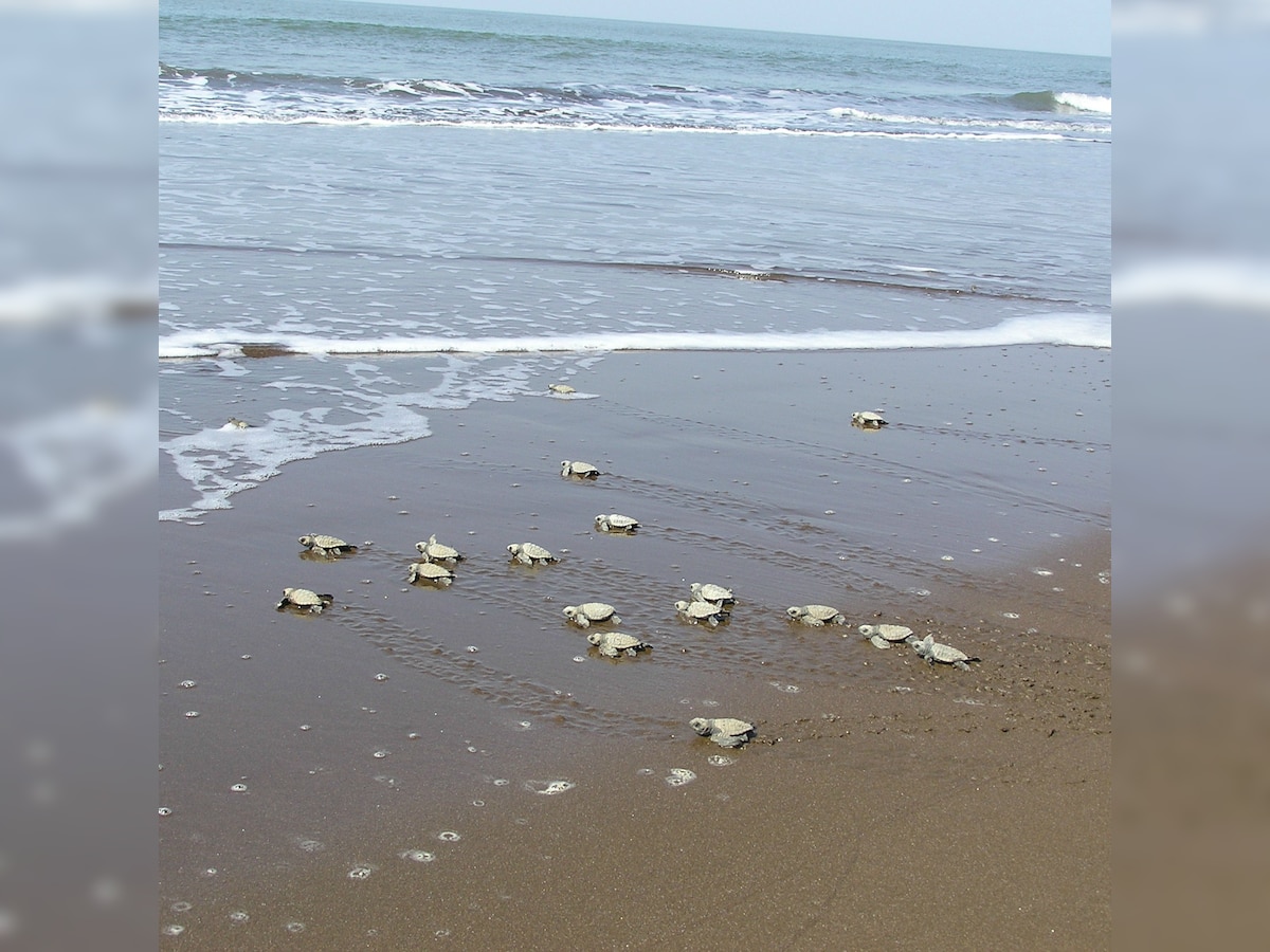 PICT student meets watery grave at Velas beach