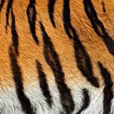 tiger maharashtra skin