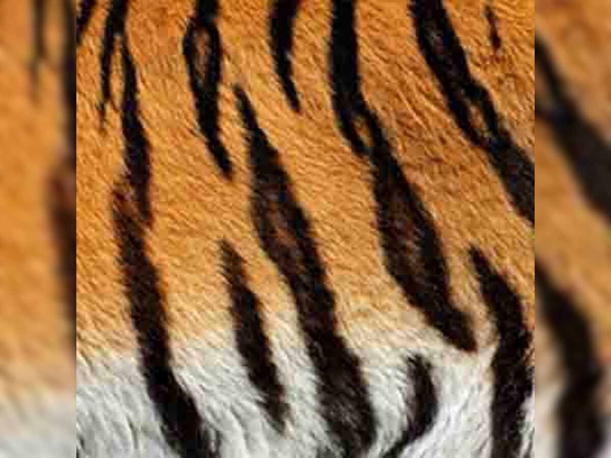 Two suspected tiger skins seized in Maharashtra; seven arrested