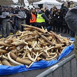 China government owned crafts chain suspends controversial ivory sales