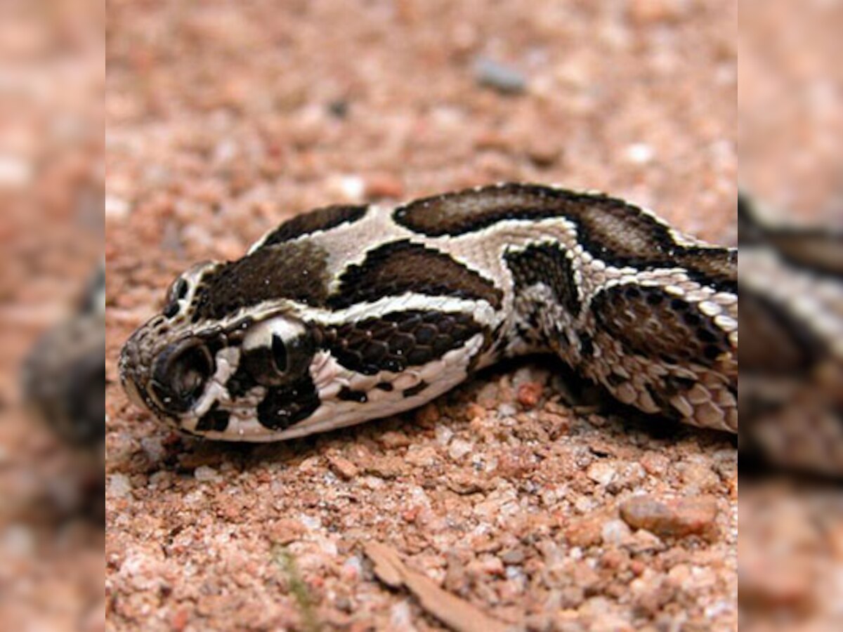 Indian scientists find clue to Alzheimer's cure in Russell's viper venom