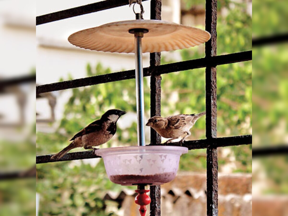 Out of sight, out of mind; decline of sparrows