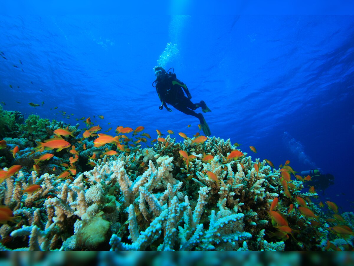 Why are the Andamans and Lakshadweep the top diving destinations in India?