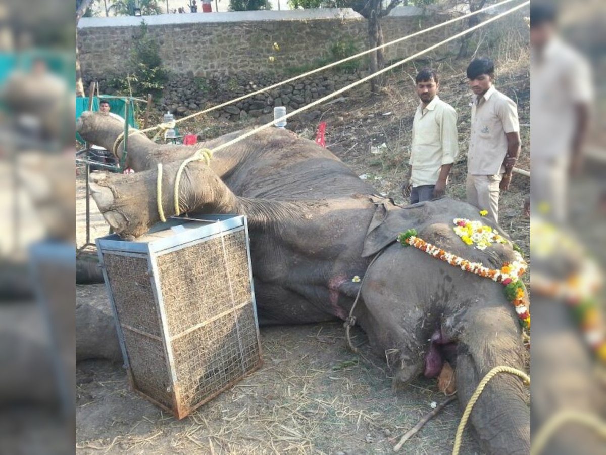 Animal lovers all over the world fume over Poornima's death.