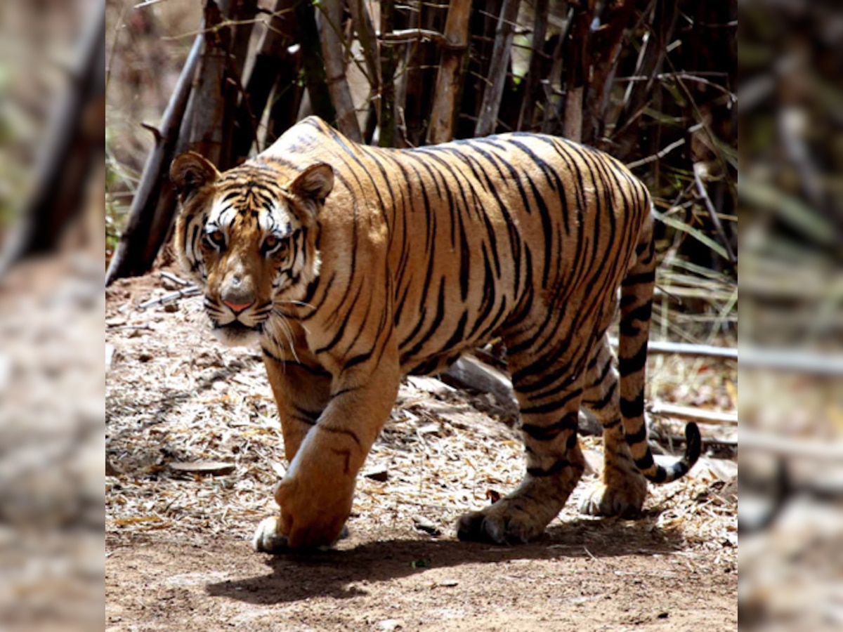 Bihar developing India's biggest grassland for tigers