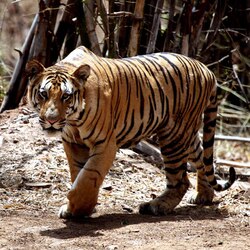 Bihar developing India's biggest grassland for tigers