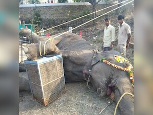 Animal activists’ alliance to plead for ill-treated elephant 'Poornima'
