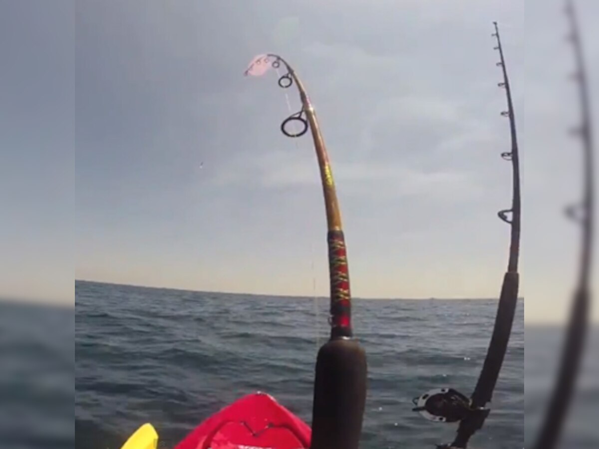 Shark gives Florida student 2-hour ride, stars in YouTube video