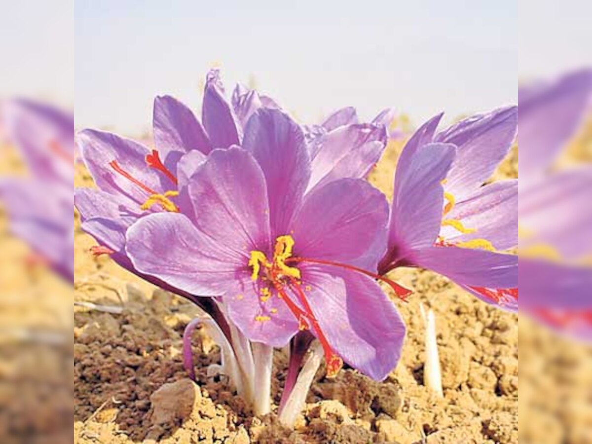 A chance for nature lovers to visit University of Pune’s garden today