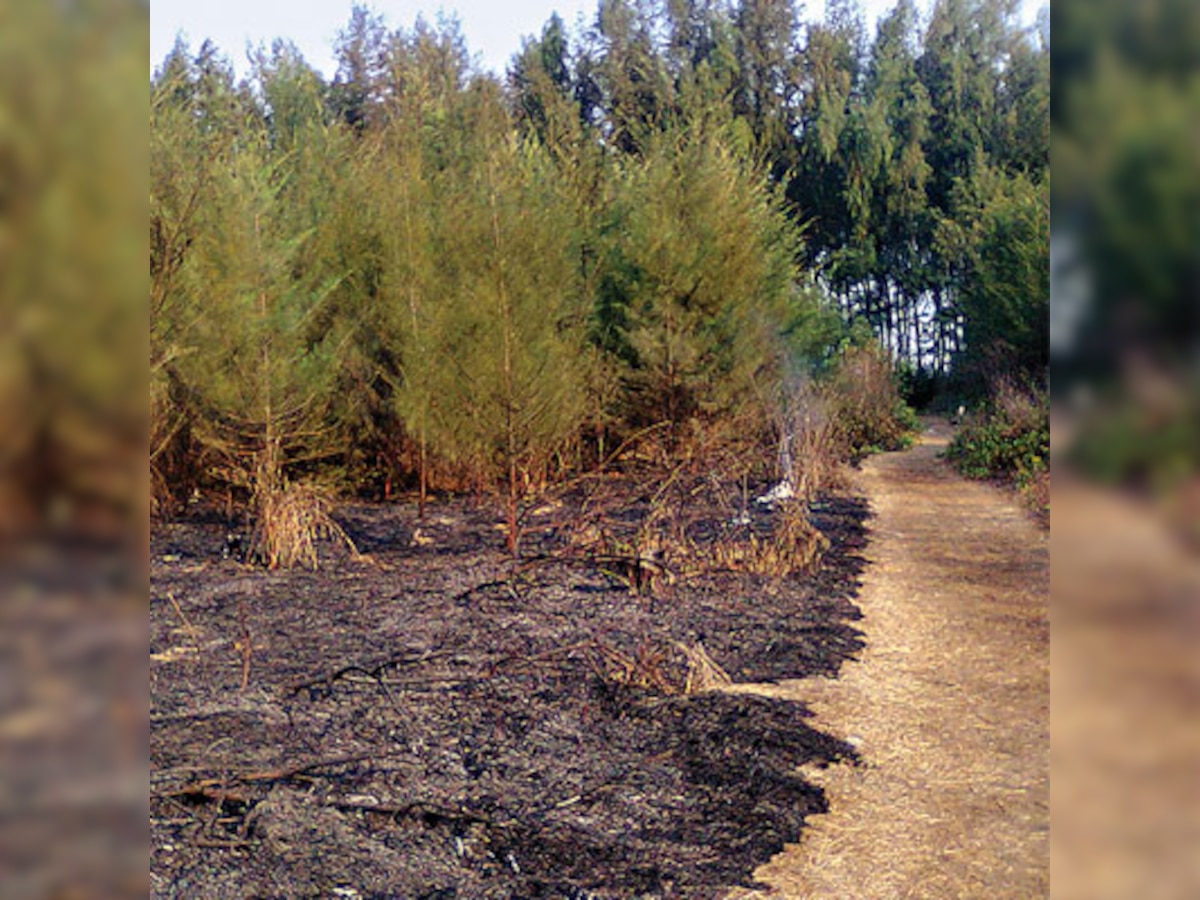 1,200 trees burnt down at Arnala beach