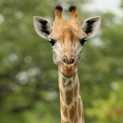 Oklahoma zoo giraffe faces historic, risky surgery as last chance