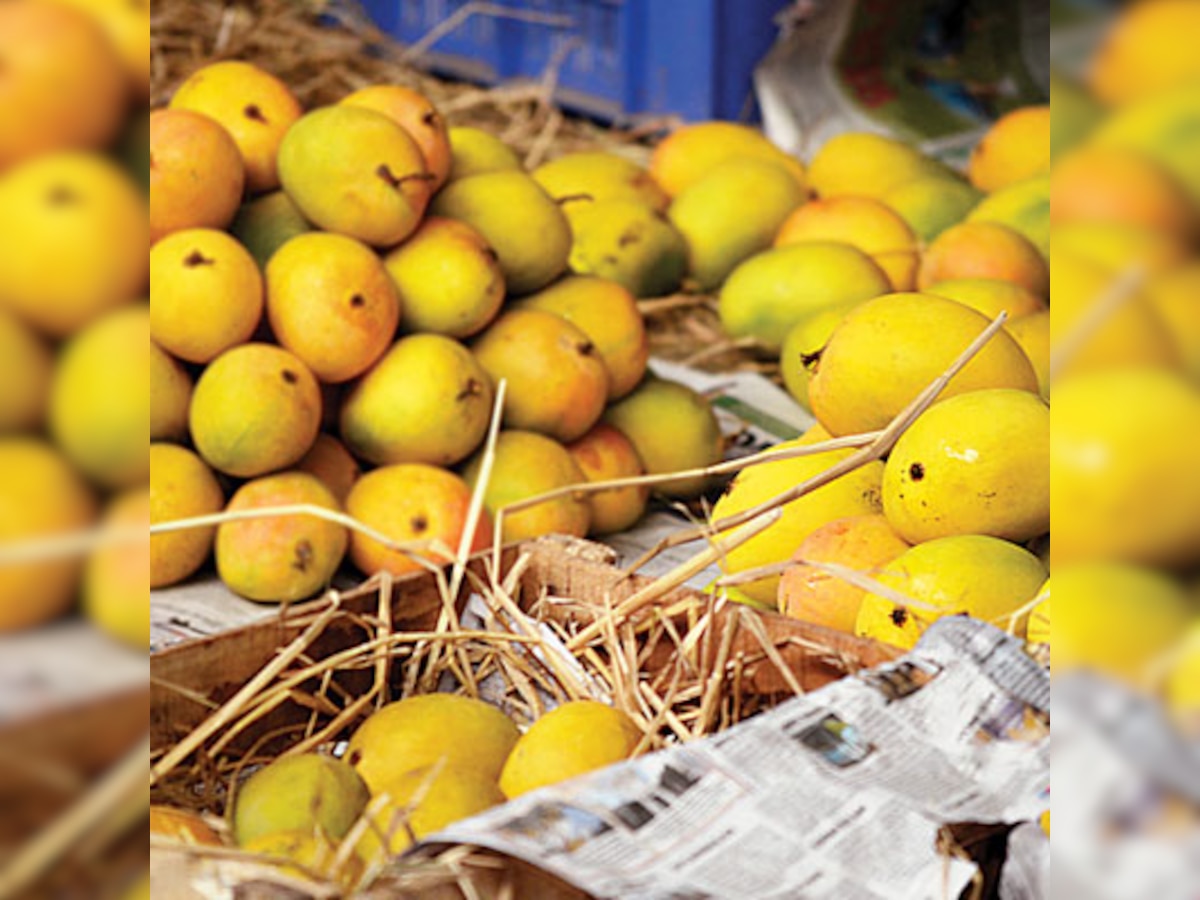 Prices of Alphonso mango touch all time low in Navi Mumbai