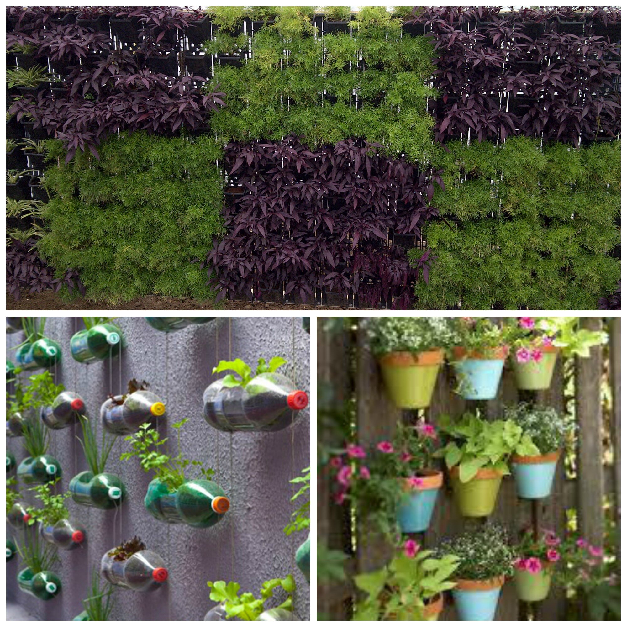 Vertical gardens in your home, here is how you can DIY