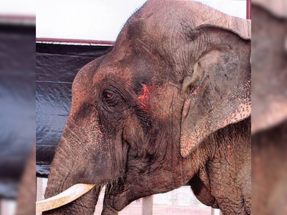 Sunder the elephant injured due to chaining, awaits transportation from Kolhapur to Bangalore