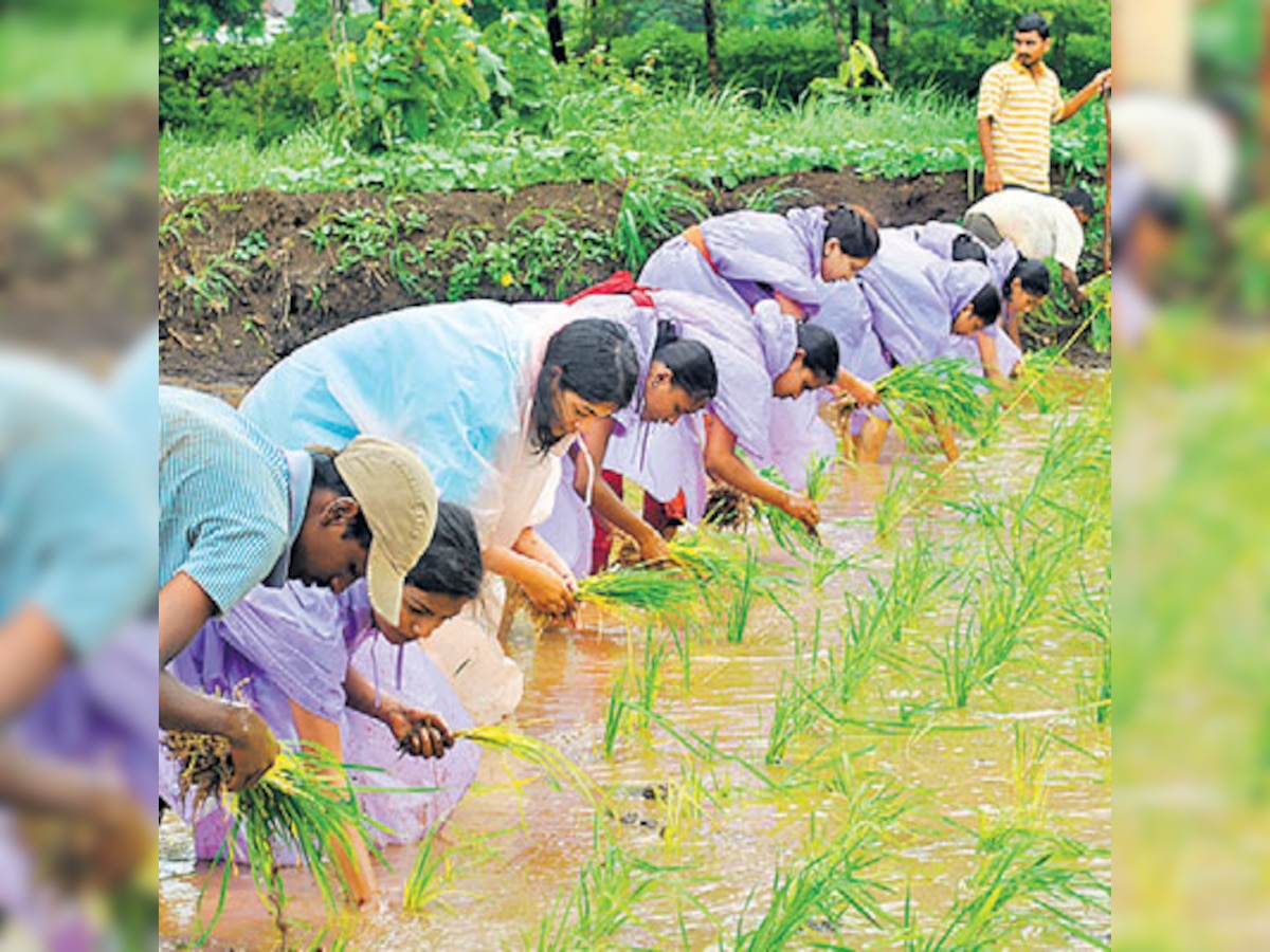 Rice-to-riches story for paddy cultivators in Dangs