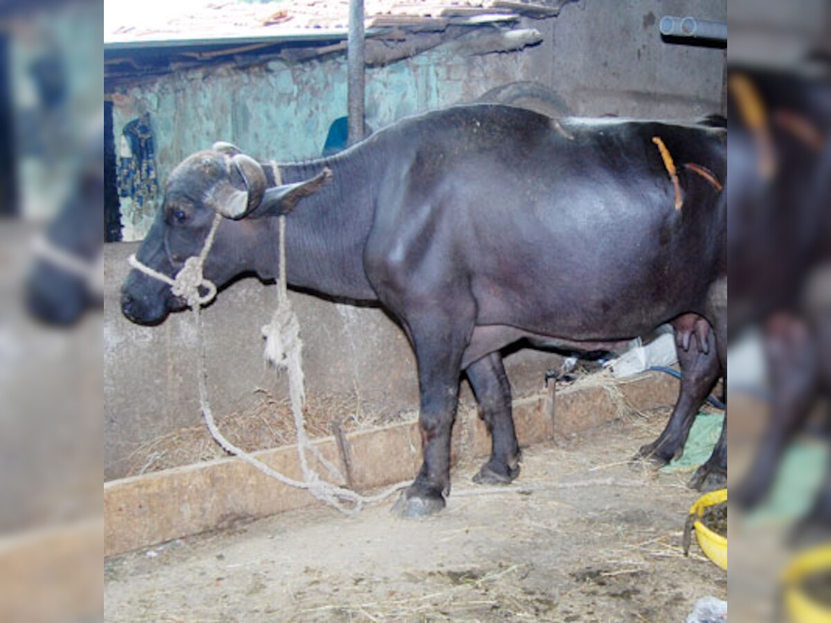  Meet 'Lalima' - the 7th buffalo cloned by National Dairy Research Institute