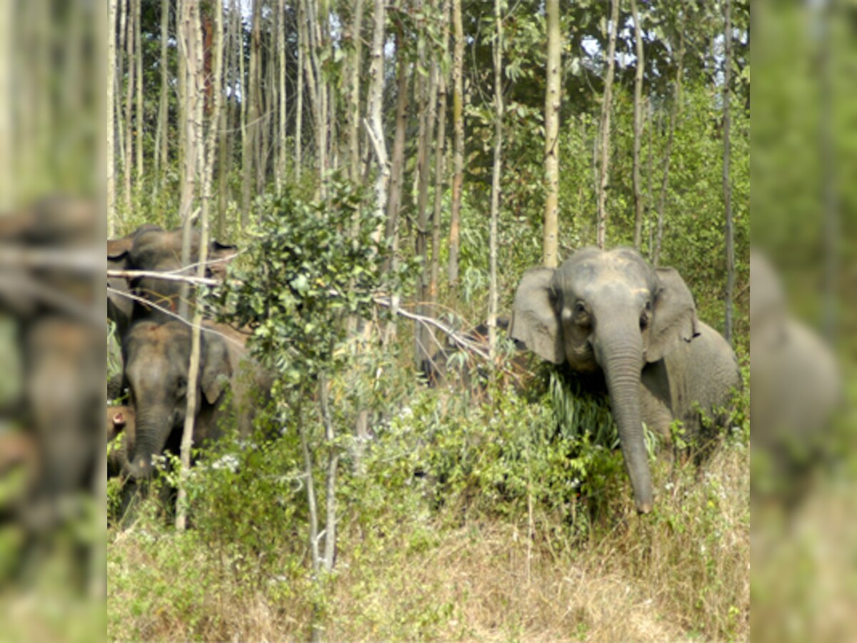 Tripura government works on elephant conservation reserves