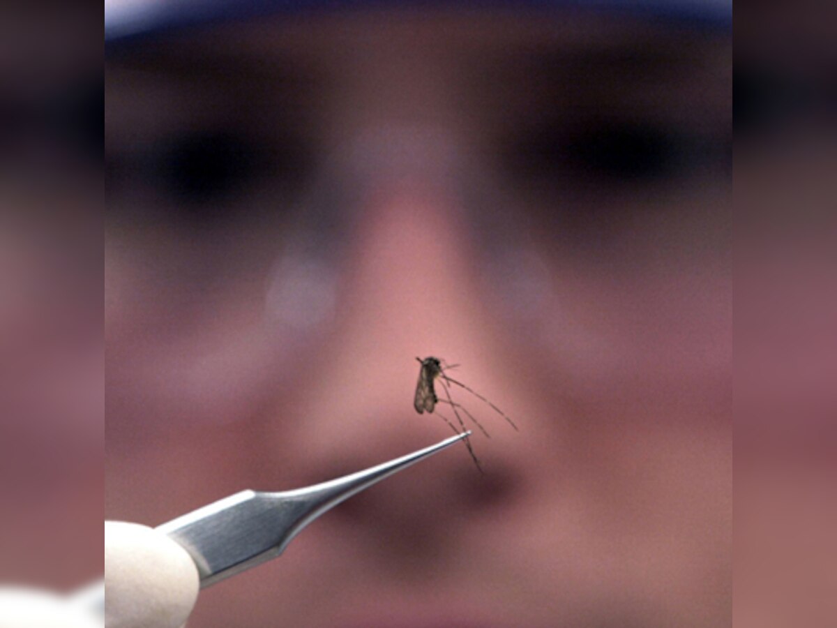 Scientists modify mosquitoes to produce only males as new method to eradicate malaria