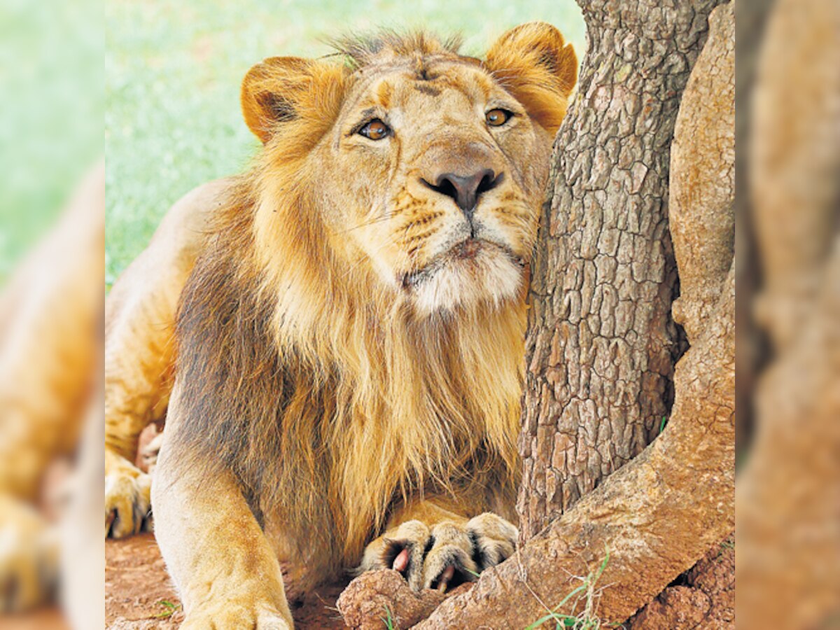 Experts not too enthusiastic over proposed shifting of Gir lions to Madhya Pradesh