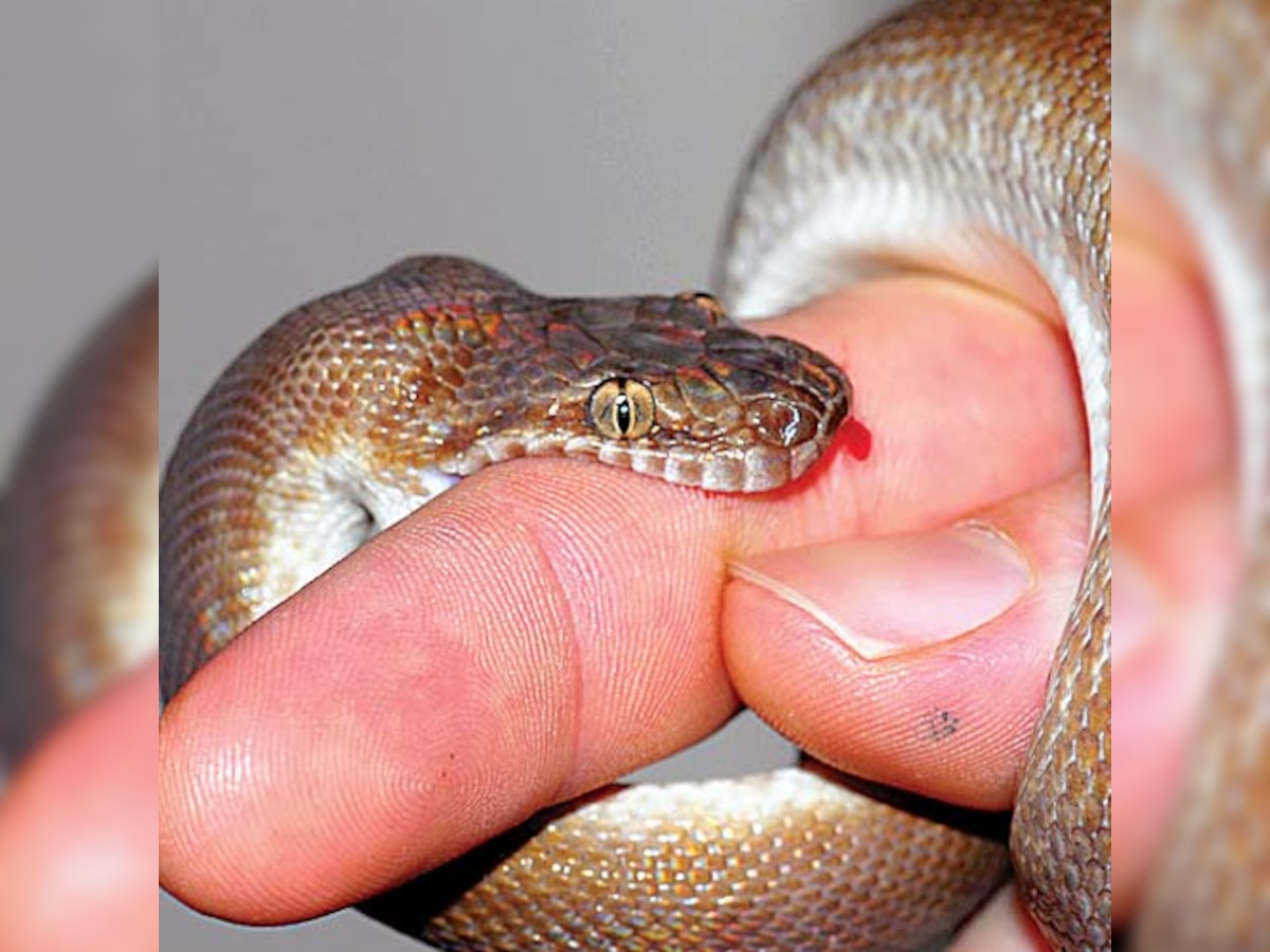 50% of snakebite cases in the world take place in India