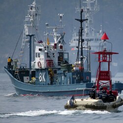 Japan kills 30 whales in first hunt after ban by International Court of Justice