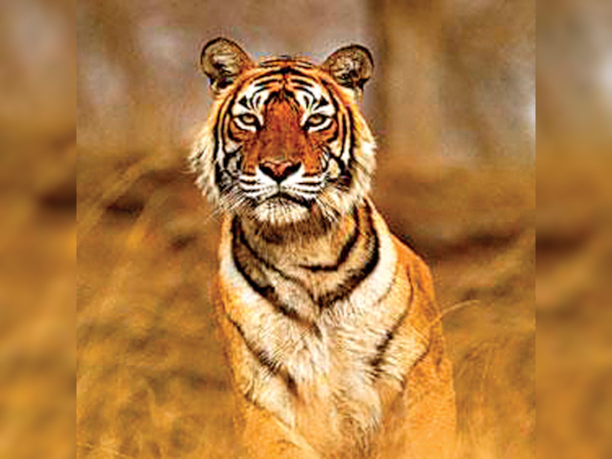 Rajasthan to immortalise world's most photographed tigress