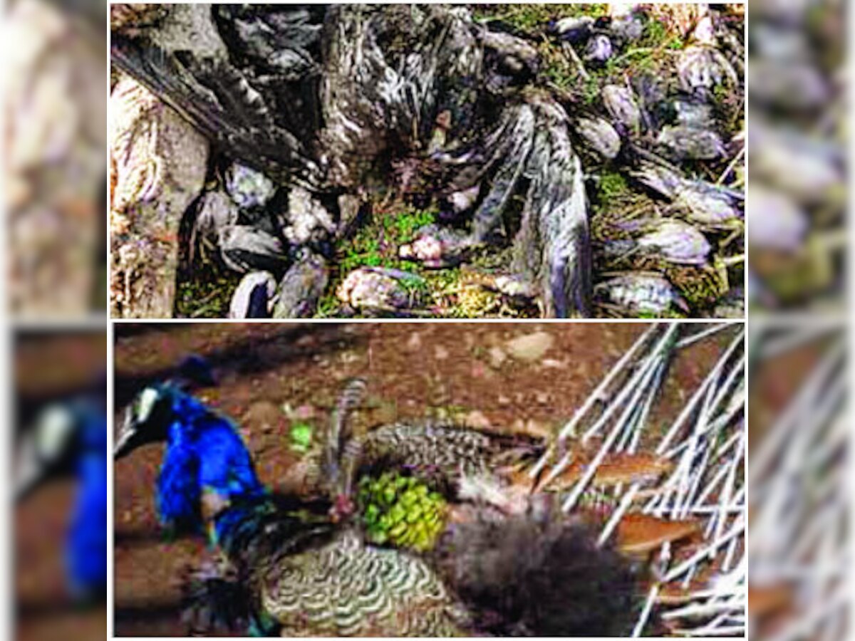 Hailstorm killed 26 bird species