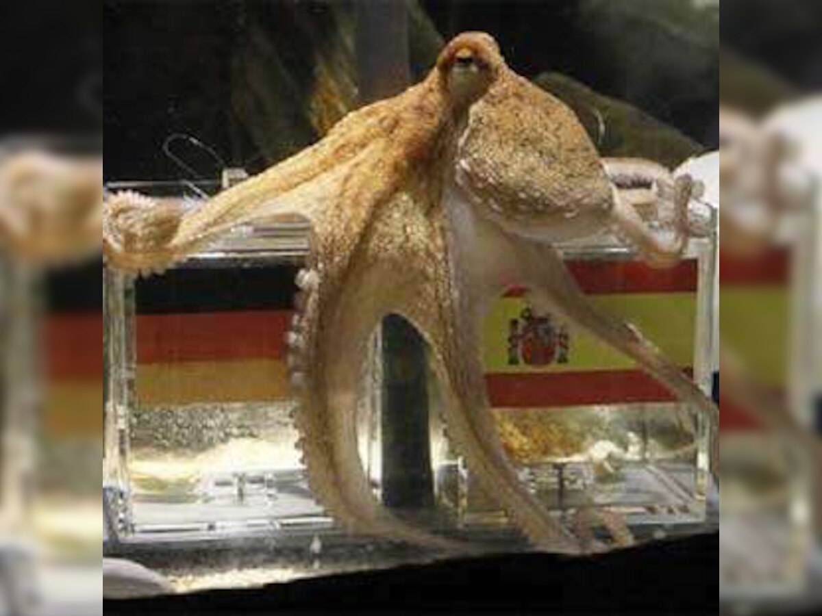 Did Paul the octopus predict his own death?, Paul the 'psychic' octopus