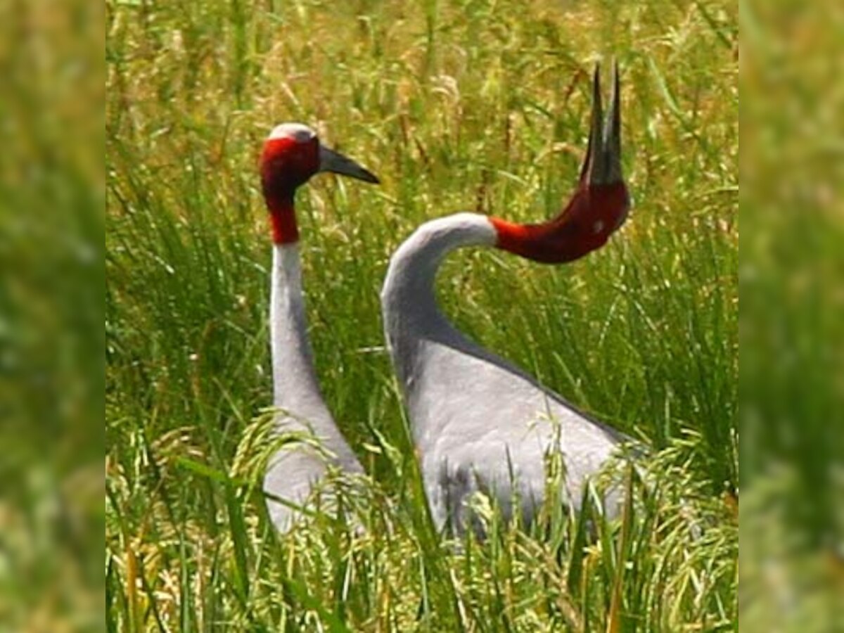 Akhilesh Yadav inaugurates Van Mahotsava, declares Sarus crane as state bird