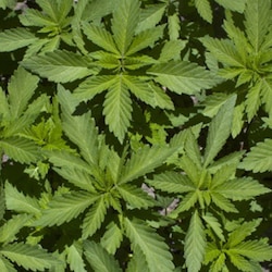 New York Governor Andrew Cuomo signs medical marijuana bill into law