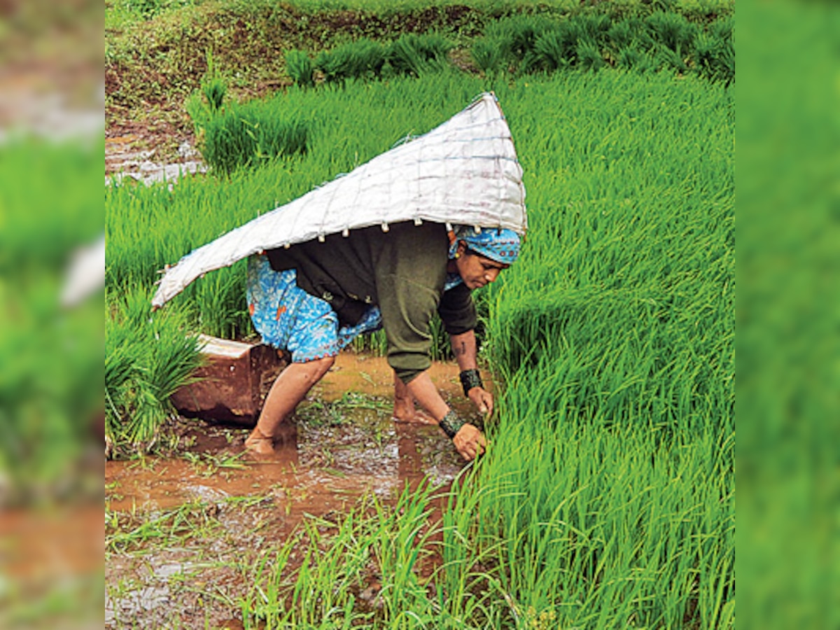 Field trials of rice, cotton on the anvil