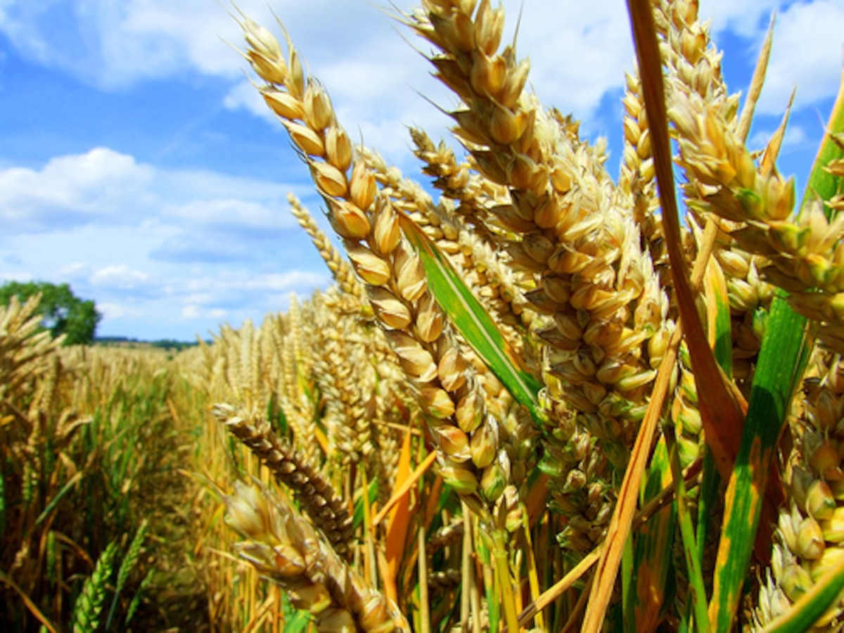 RSS-affiliated Bharatiya Kisan Sangh opposes Narendra Modi government's nod to field trials for more GM crops