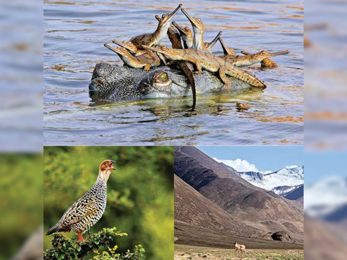 Meet Gwalior-based teenager Udayan Rao Pawar who won the Wildlife Photographer of the Year award