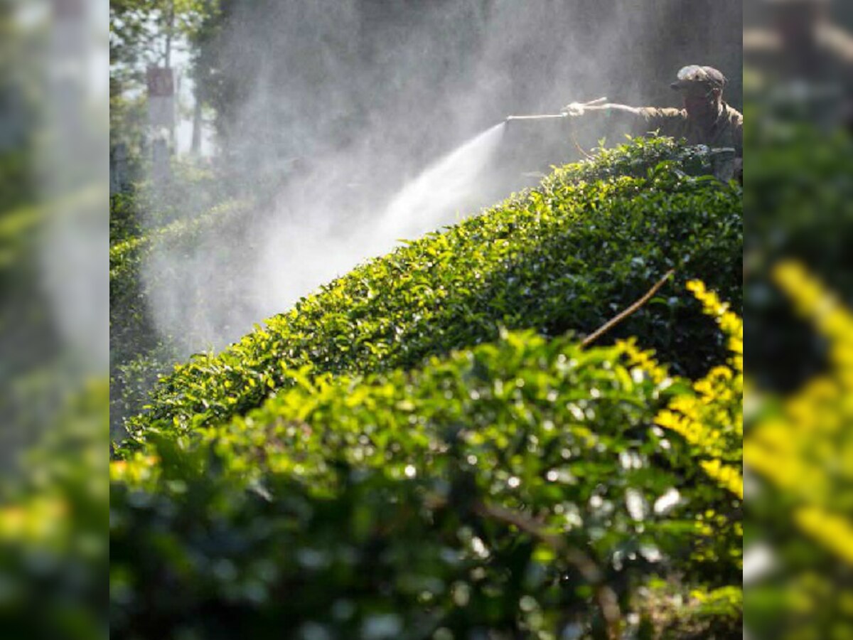 Tea Board of India, HUL respond to Greenpeace reports on pesticides in tea; Claim no usage of unapproved chemicals