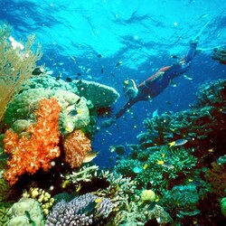 'Poor' outlook for Australia's Great Barrier Reef as climate change threatens